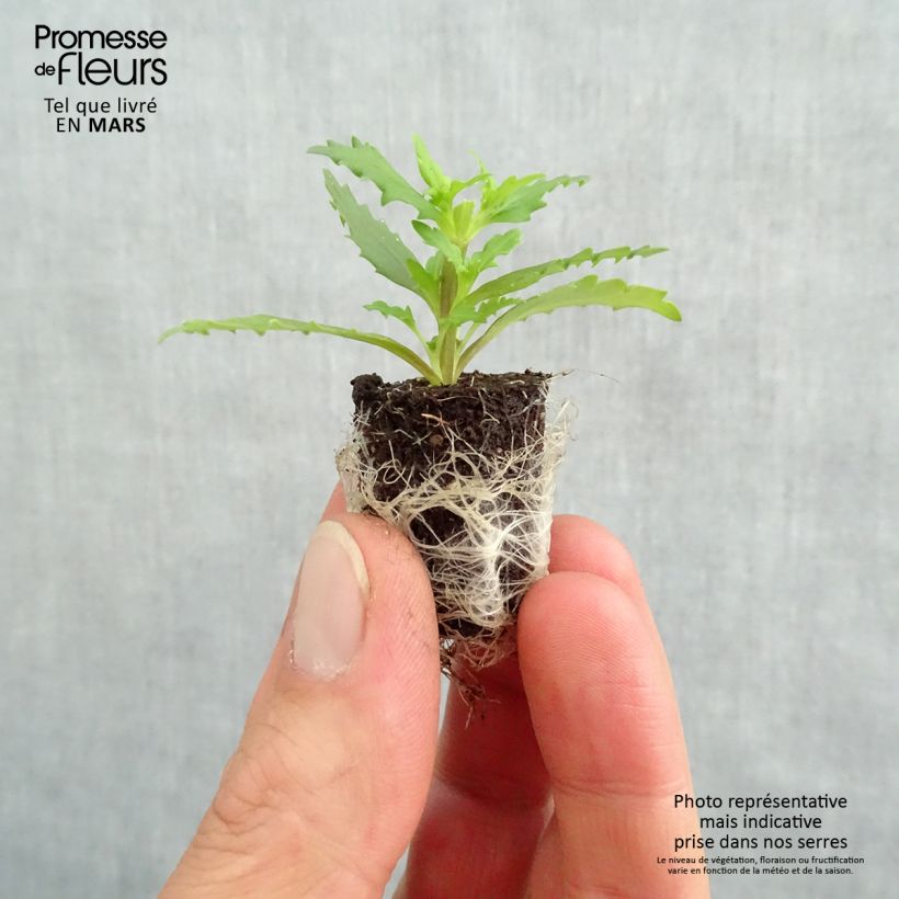 Example of Némésia Sunsatia Plus Little Vanilla Mini-mot Ø 1,5/2,5 cm as you get in printemps