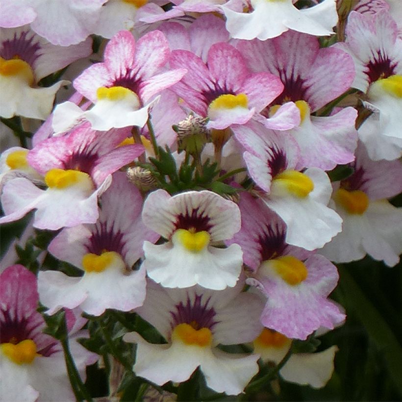 Nemesia Sunsatia Plus Lychee - Elfenspiegel (Flowering)
