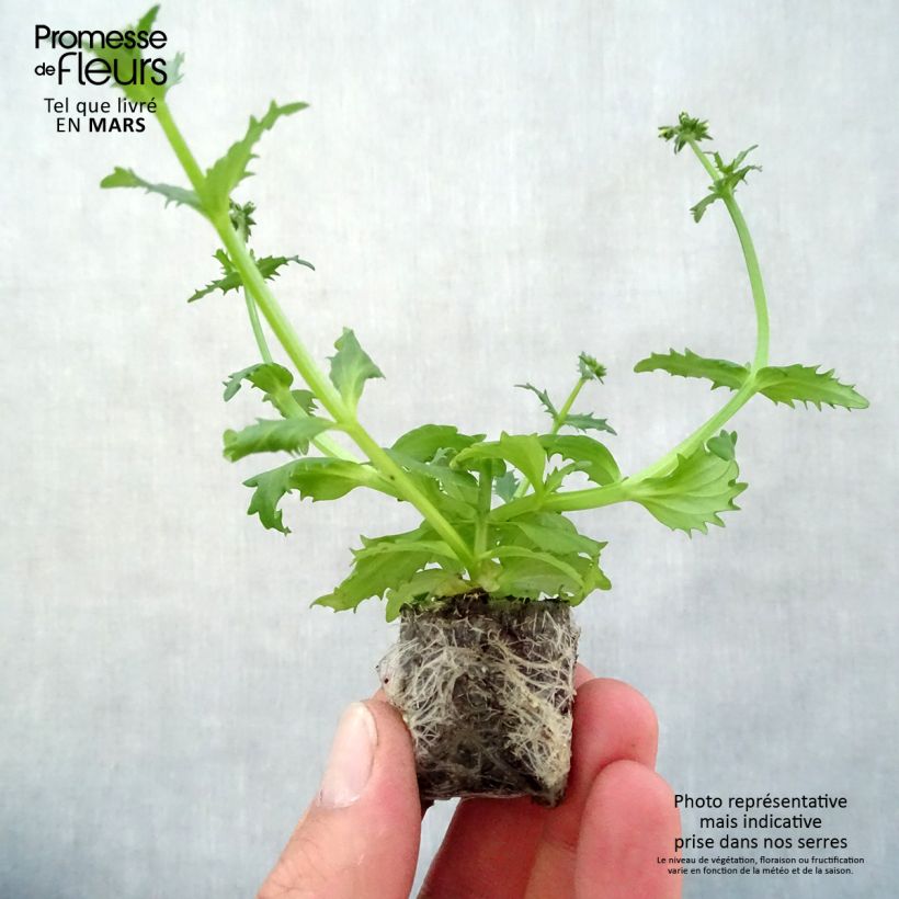 Example of Nemesia Sunsatia Plus Pomelo Mini-mot Ø 3/4 cm as you get in printemps