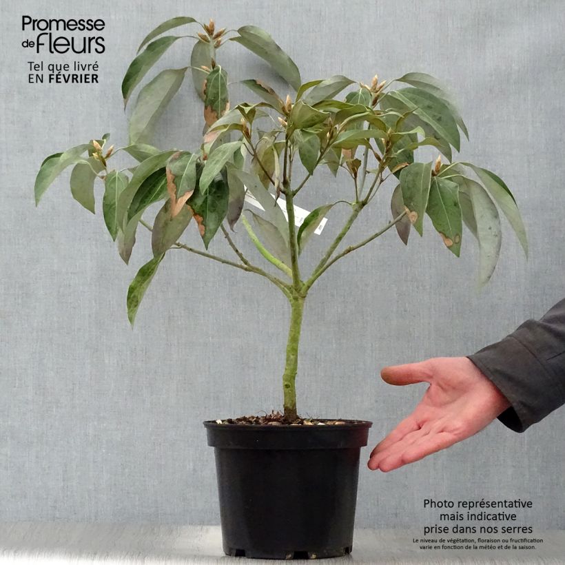 Example of Neolitsea sericea Pot van 4 l/5 l as you get in hiver