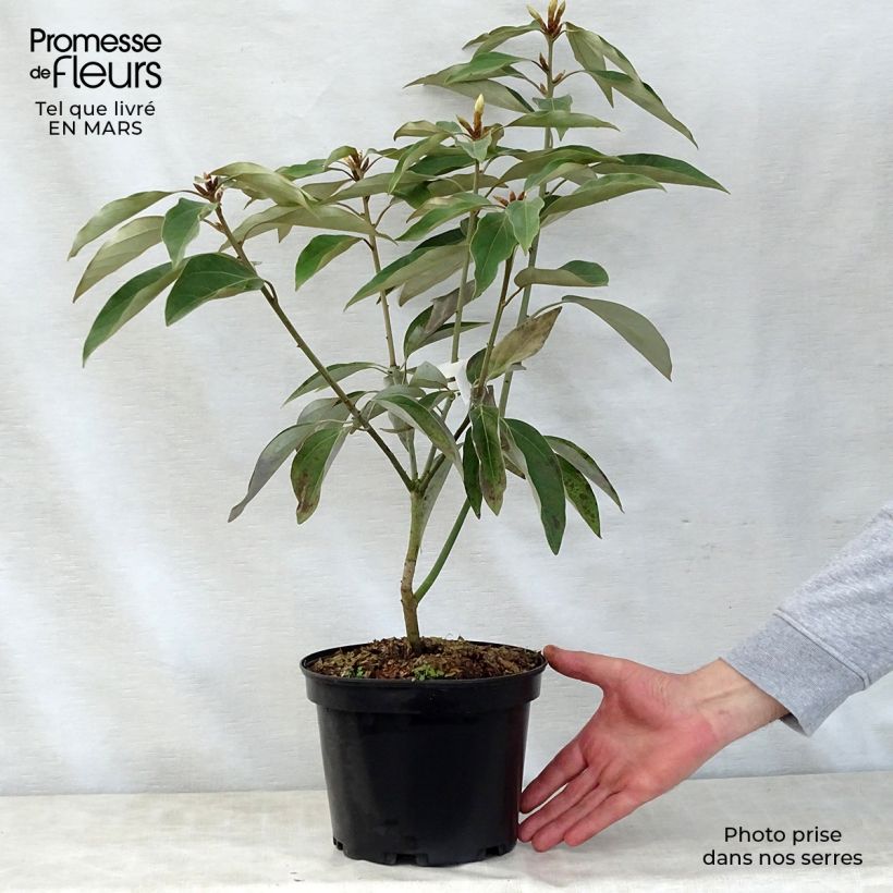 Exemplaar van Neolitsea sericea - Neolitsea Pot van 4 l/5 l zoals geleverd in de lente