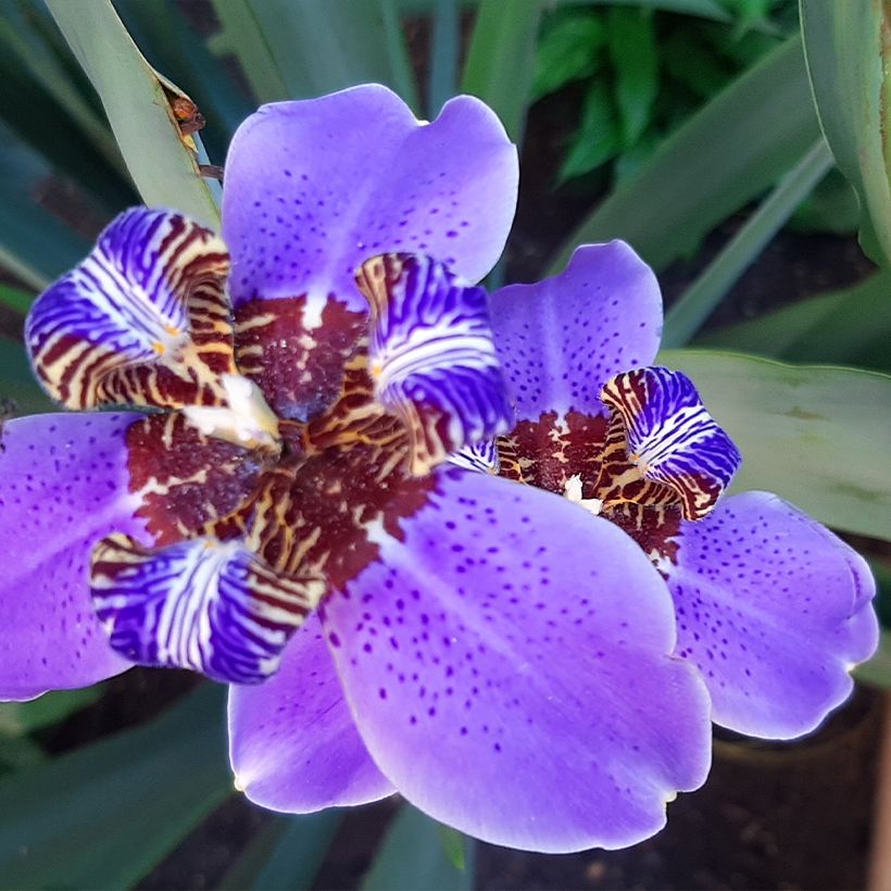 Neomarica caerulea Sky Blue - Wandelende iris (Bloei)