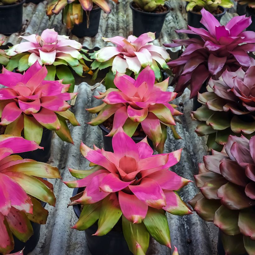 Neoregelia Medusa - Rozetroon-bromelia (Groeiplaats)