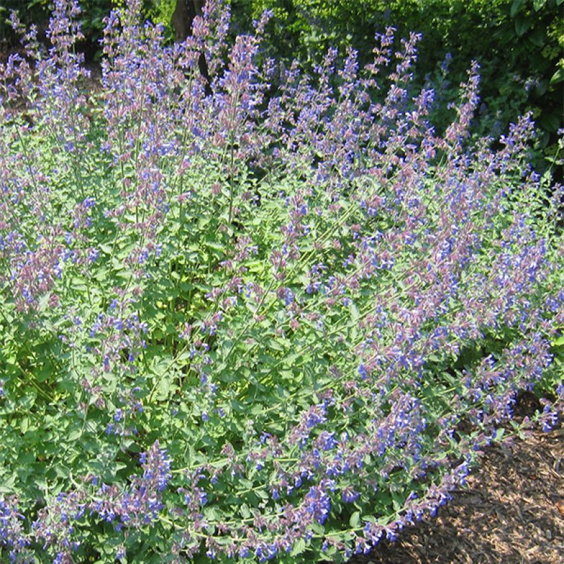 Nepeta Blue Dragon - Kattenkruid (Flowering)