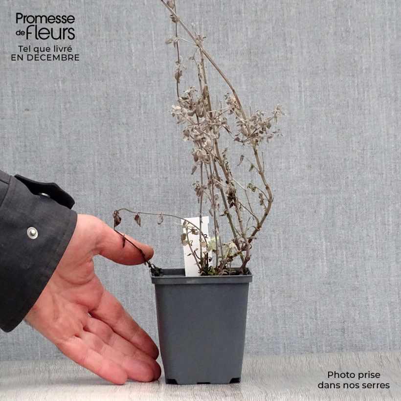 Example of Nepeta Blue Dragon - Nepeta à fleurs bleu-violet Kweekpotje van 8/9 cm as you get in hiver