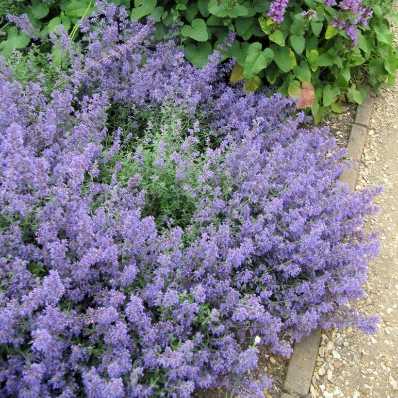 Nepeta faassenii Kit Cat - Kattenkruid (Plant habit)