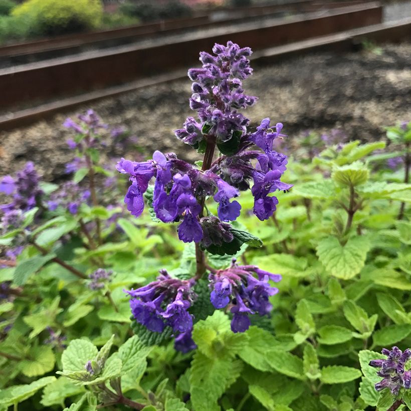 Nepeta faassenii Nova Blue - Kattenkruid (Flowering)