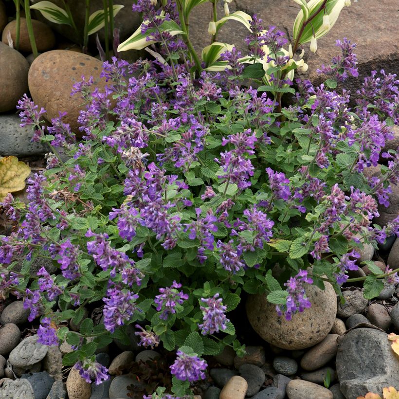 Nepeta faassenii Nova Blue - Kattenkruid (Plant habit)