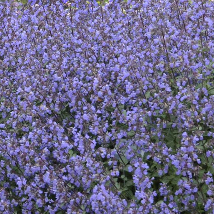 Nepeta faassenii Purrsian Blue - Kattenkruid (Flowering)