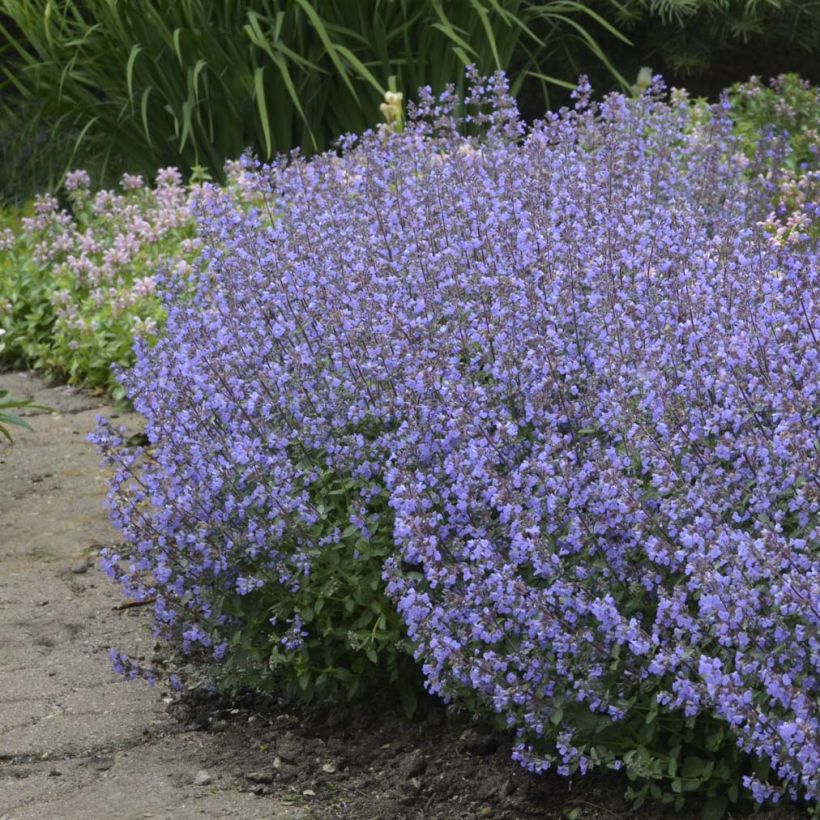 Nepeta faassenii Purrsian Blue - Kattenkruid (Plant habit)