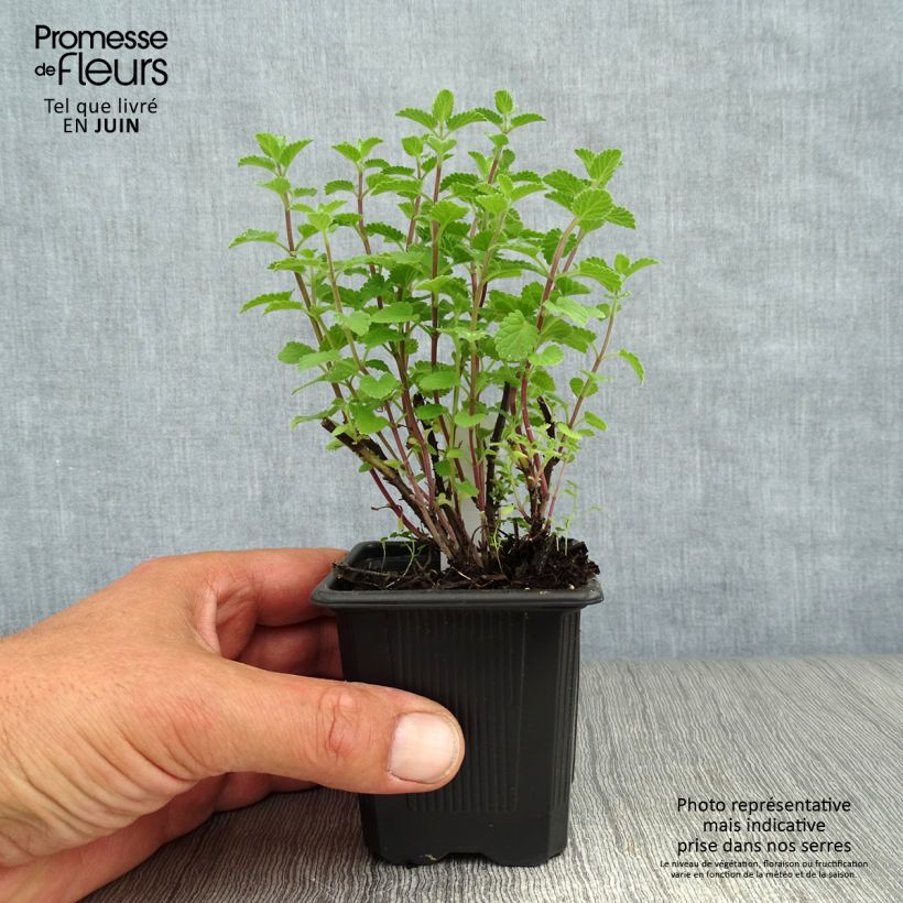 Exemplaar van Nepeta faassenii Purrsian Blue - Kattenkruid Kweekpotje van 8/9 cm zoals geleverd in de zomer