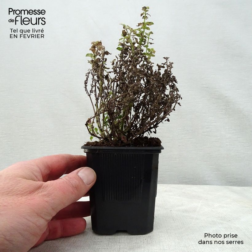 Example of Nepeta Purrsian Blue - Chataire Kweekpotje van 8/9 cm as you get in hiver