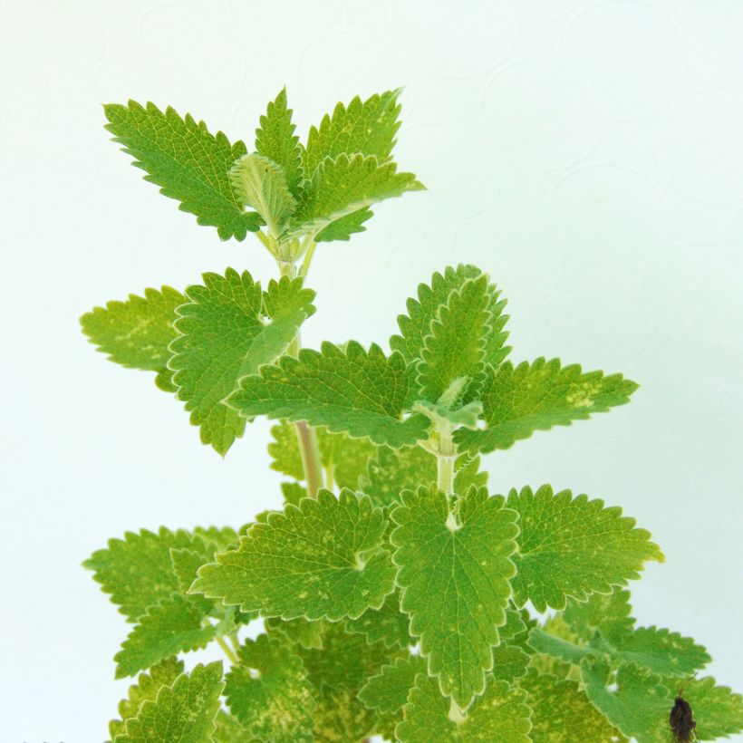 Nepeta cataria Citriodora - Kattenkruid (Foliage)