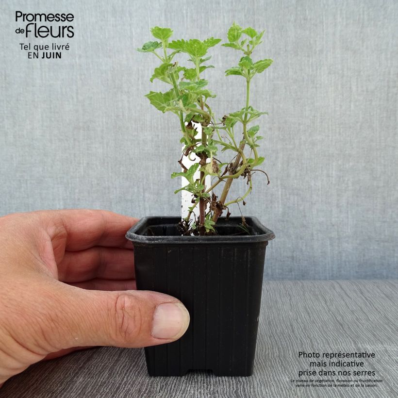 Exemplaar van Nepeta cataria Citriodora - Kattenkruid Kweekpotje van 8/9 cm zoals geleverd in de zomer
