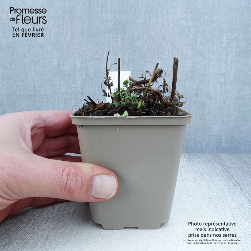 Example of Nepeta cataria Citriodora - Chataire citron. Kweekpotje van 8/9 cm as you get in hiver