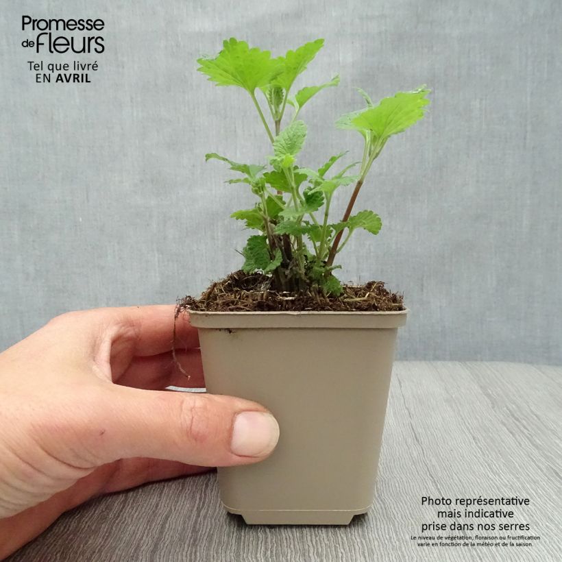 Exemplaar van Nepeta cataria Citriodora - Kattenkruid Kweekpotje van 8/9 cm zoals geleverd in de lente
