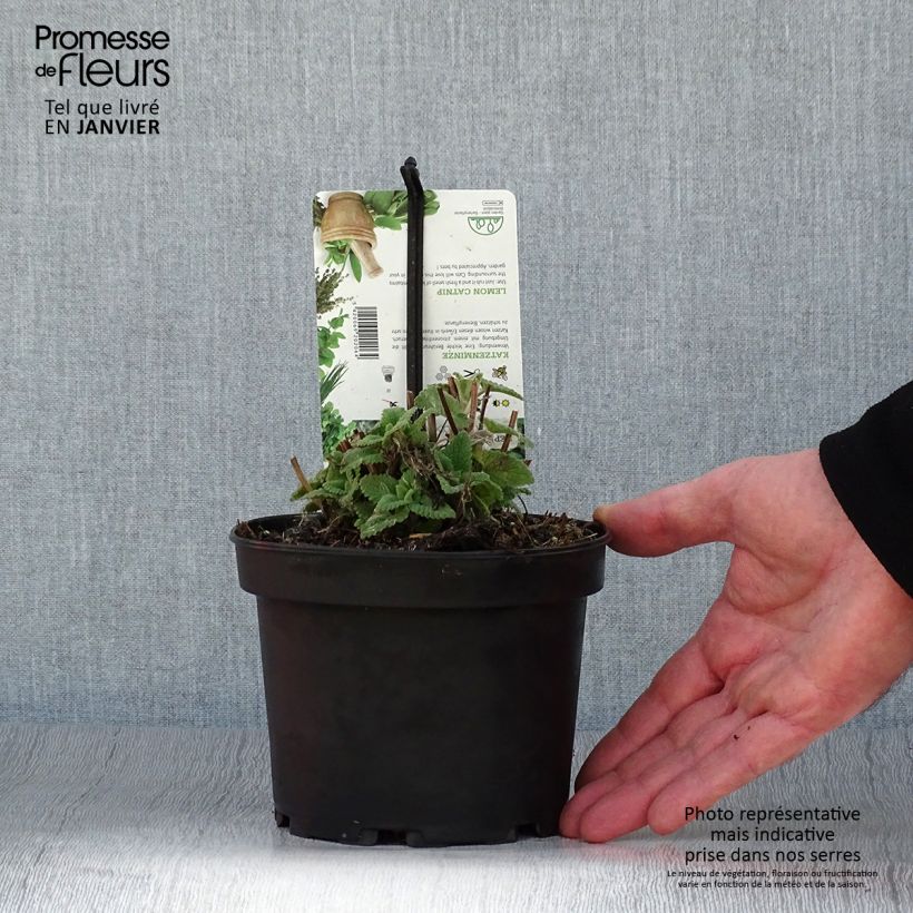 Example of Nepeta cataria Citriodora - Chataire citron. Pot van 1,5 l/2 l as you get in hiver