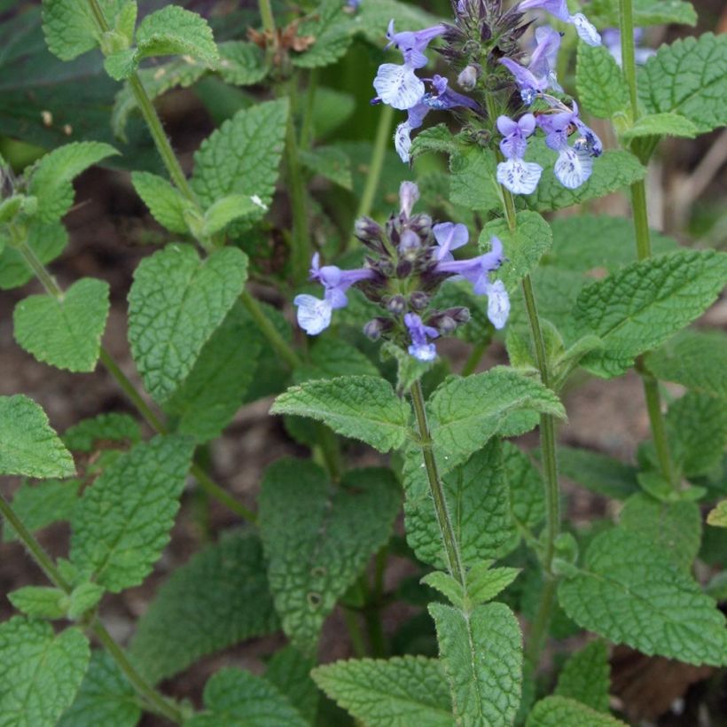 Nepeta clarkei - Kattenkruid (Blad)