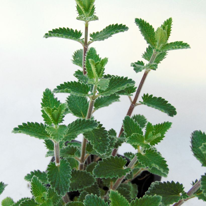 Nepeta faassenii Cat's Meow - Kattenkruid (Foliage)