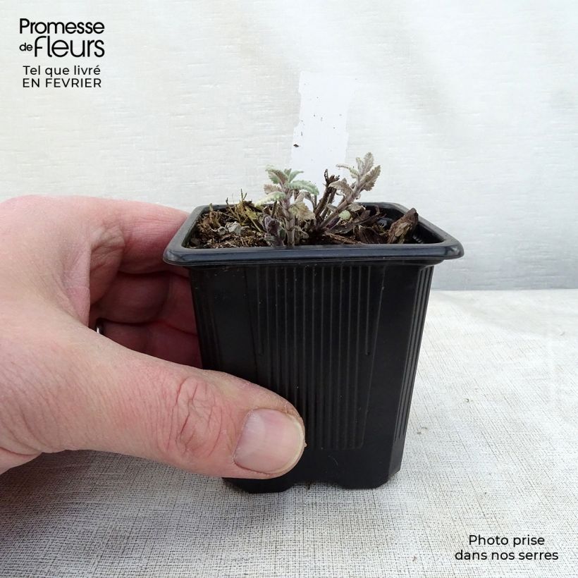 Example of Nepeta faassenii Cat’s Meow - Chataire  Kweekpotje van 8/9 cm as you get in hiver