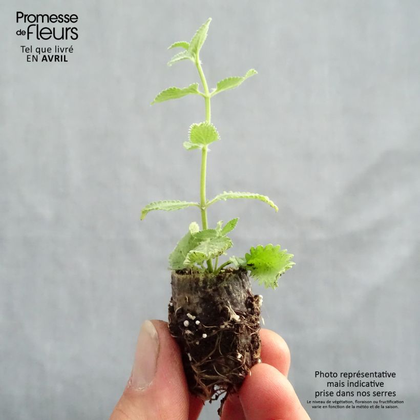 Example of Nepeta faassenii Cat’s Meow - Chataire  Mini-mot Ø 1,5/2,5 cm as you get in printemps