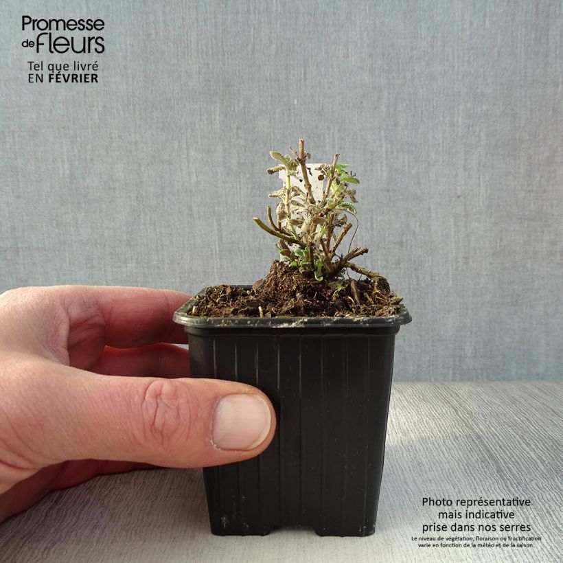 Example of Nepeta faassenii Cat's Pajamas Kweekpotje van 8/9 cm as you get in hiver