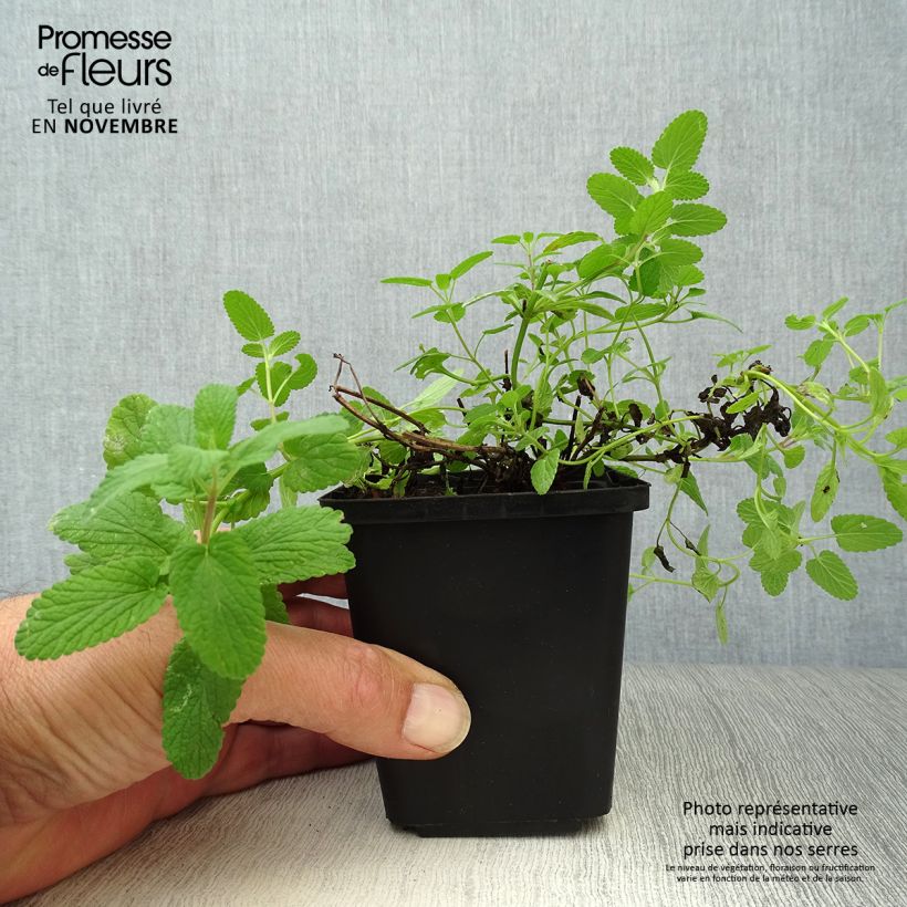 Exemplaar van Nepeta faassenii - Kattenkruid Kweekpotje van 8/9 cm zoals geleverd in de herfst
