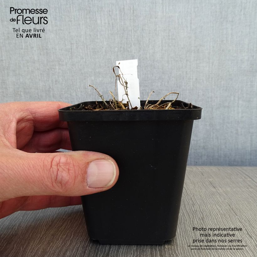 Exemplaar van Nepeta faassenii - Kattenkruid Kweekpotje van 8/9 cm zoals geleverd in de lente