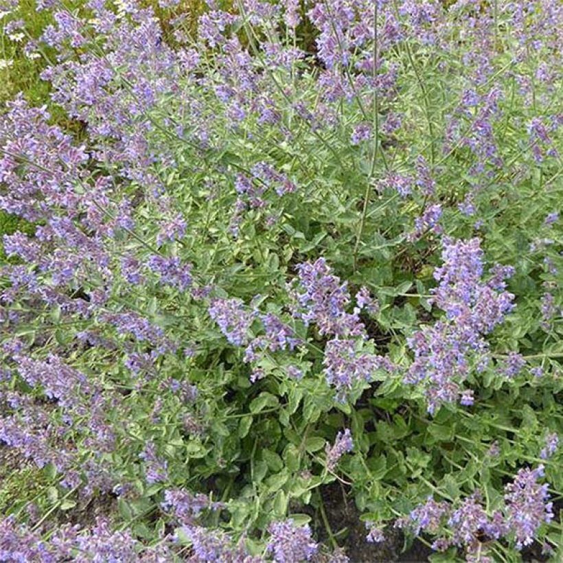 Nepeta faassenii Six Hill Giant Gold - Kattenkruid (Flowering)