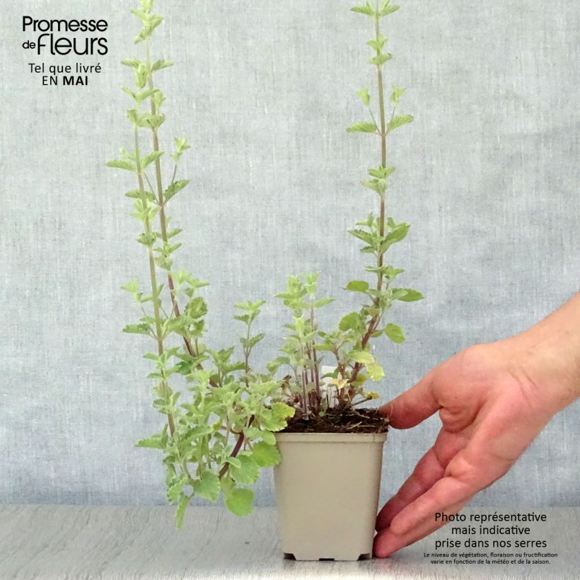 Exemplaar van Nepeta faassenii Six Hill Giant Gold - Kattenkruid Kweekpotje van 8/9 cm zoals geleverd in de lente