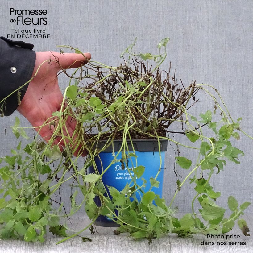 Example of Nepeta faassenii Six Hills Giant - Kattenkruid Pot van 2 l/3 l as you get in hiver