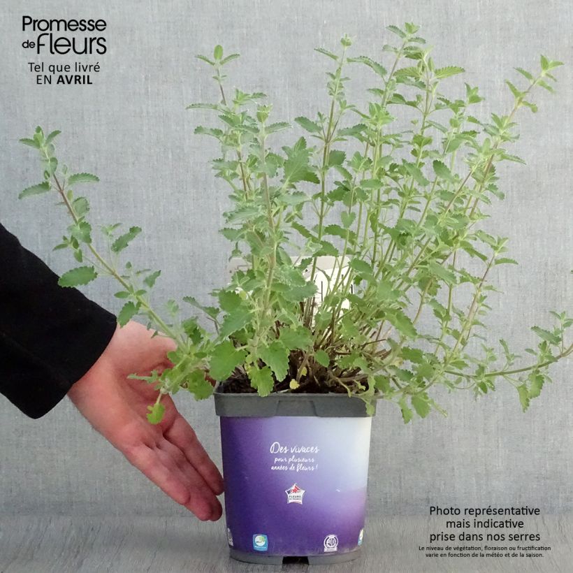 Exemplaar van Nepeta faassenii Six Hills Giant - Kattenkruid Pot van 2 l/3 l zoals geleverd in de lente