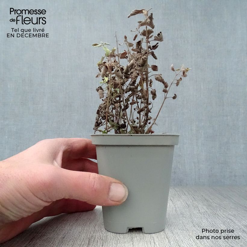 Example of Nepeta faassenii Walker's Low Kweekpotje van 8/9 cm as you get in hiver