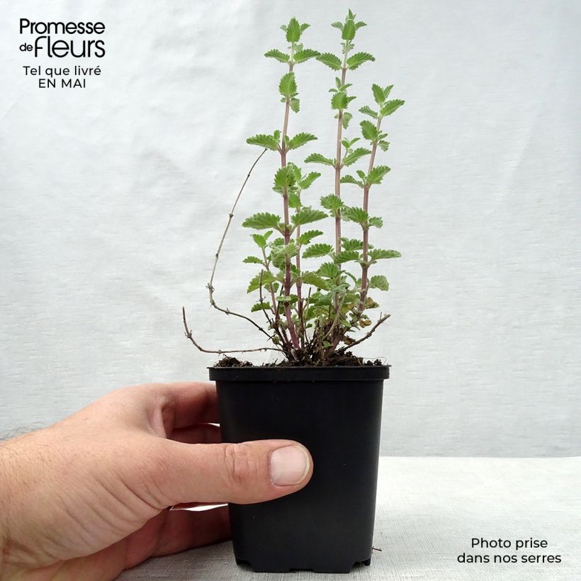 Exemplaar van Nepeta faassenii Walkers Low - Kattenkruid Kweekpotje van 8/9 cm zoals geleverd in de lente