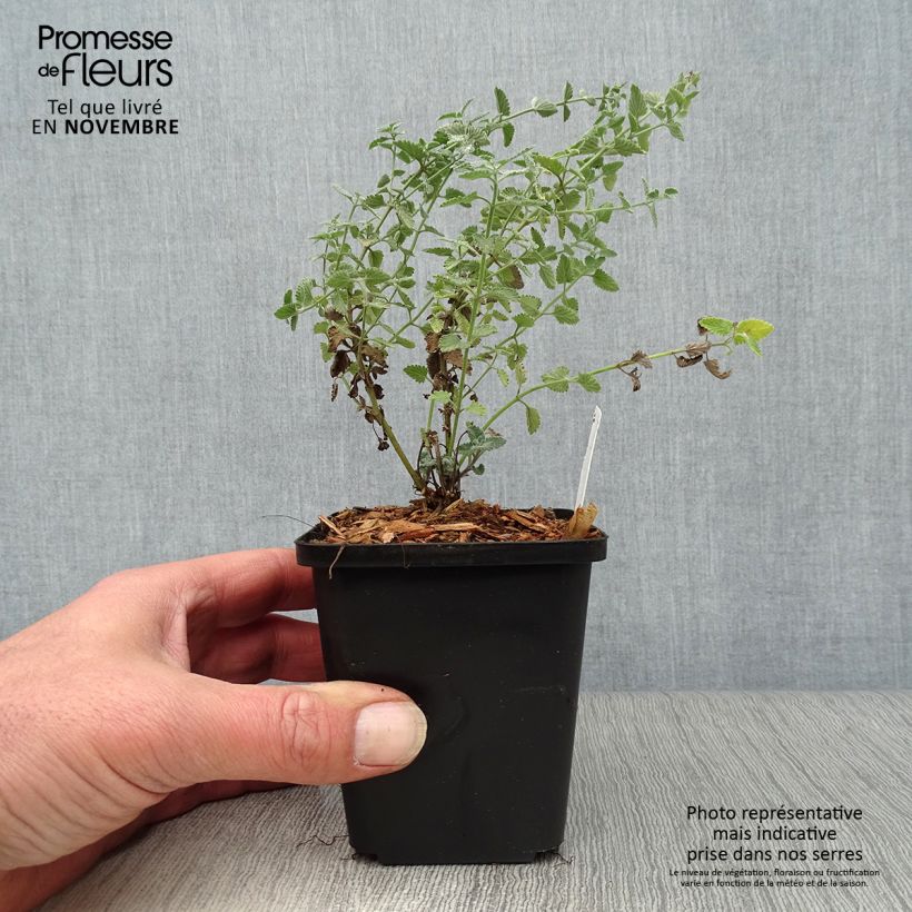 Exemplaar van Nepeta faassenii Walkers Low - Kattenkruid Kweekpotje van 8/9 cm zoals geleverd in de herfst
