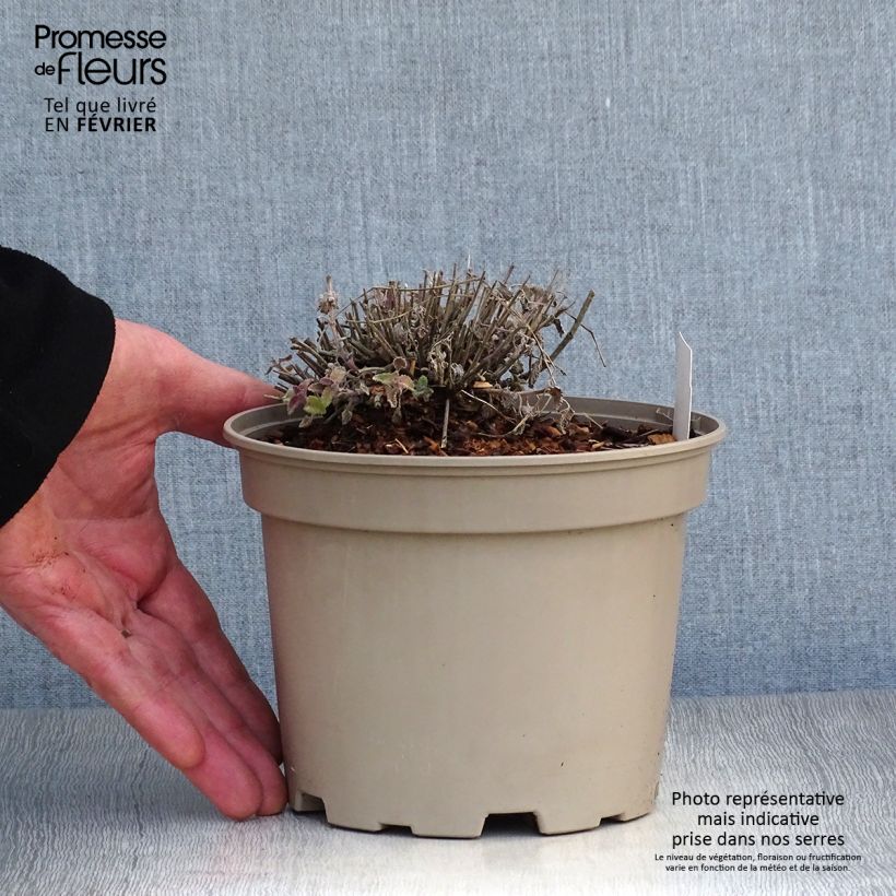 Example of Nepeta faassenii Walker's Low Pot van 2 l/3 l as you get in hiver