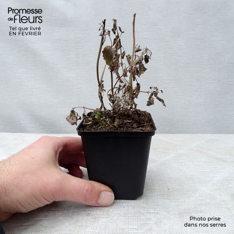 Example of Nepeta grandiflora Bramdean Kweekpotje van 8/9 cm as you get in hiver