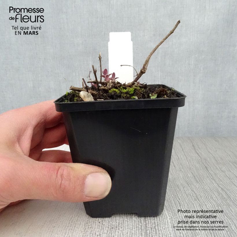 Exemplaar van Nepeta grandiflora Bramdean - Kattenkruid Kweekpotje van 8/9 cm zoals geleverd in de lente