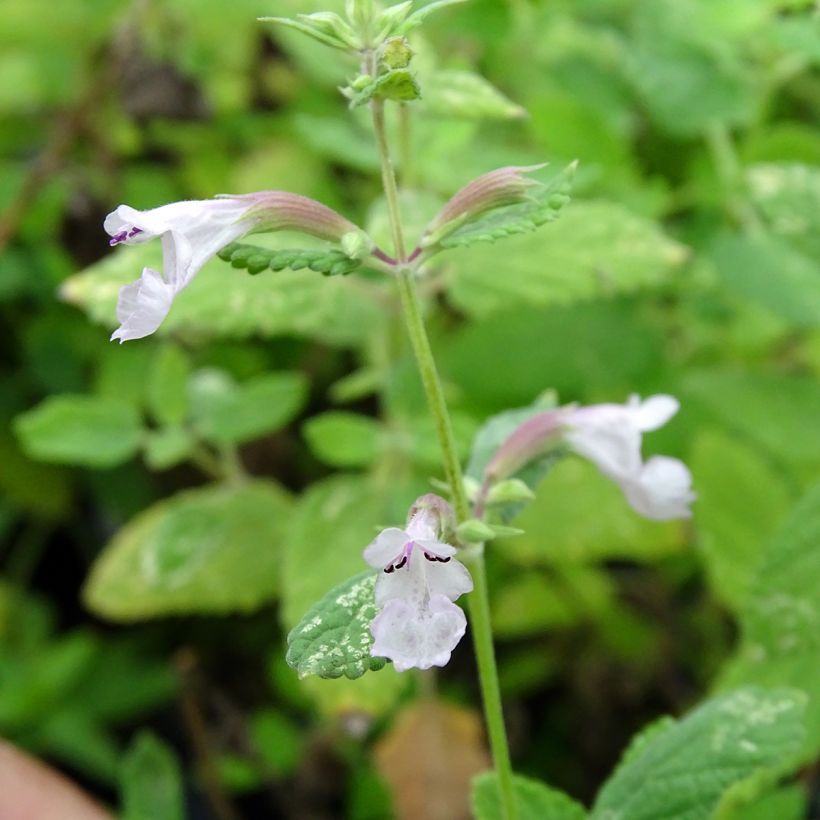 Nepeta grandiflora Dawn to Dusk - Kattenkruid (Flowering)