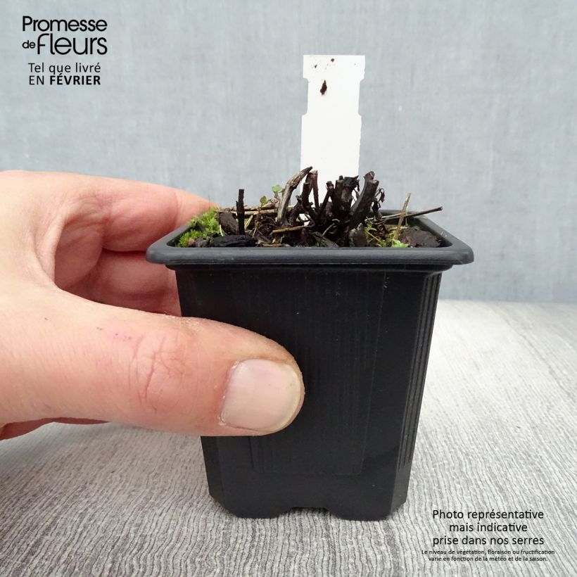 Example of Nepeta grandiflora Dawn to Dusk - Kattenkruid Kweekpotje van 8/9 cm as you get in hiver