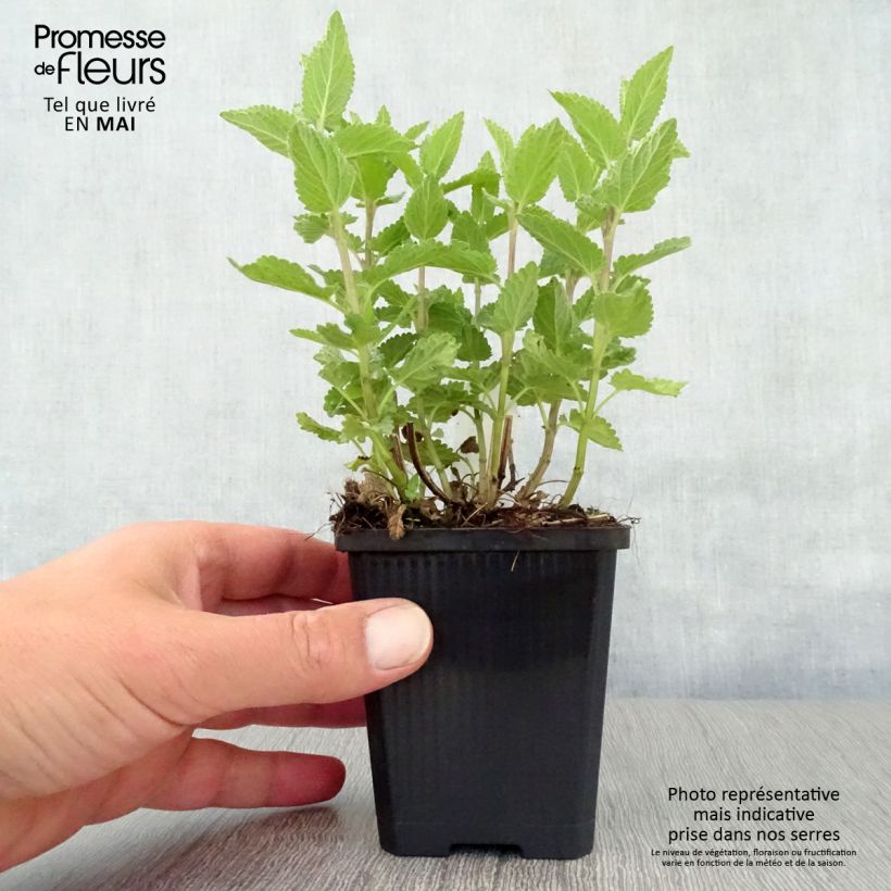 Exemplaar van Nepeta grandiflora Dawn to Dusk - Kattenkruid Kweekpotje van 8/9 cm zoals geleverd in de lente