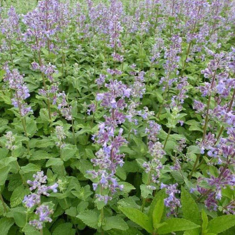 Nepeta grandiflora Summer Magic - Kattenkruid (Flowering)