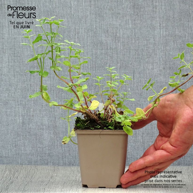 Exemplaar van Nepeta grandiflora Summer Magic - Kattenkruid Kweekpotje van 8/9 cm zoals geleverd in de zomer