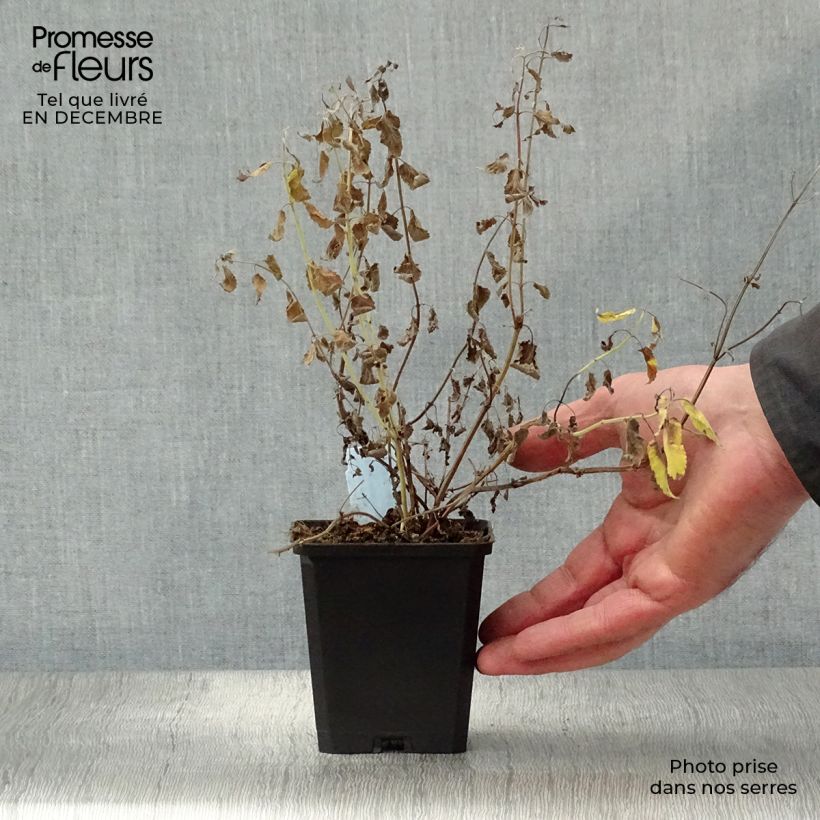 Example of Nepeta grandiflora Summer Magic Kweekpotje van 8/9 cm as you get in hiver