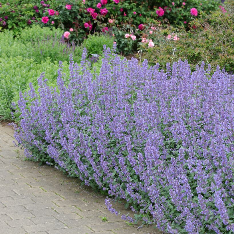 Nepeta grandiflora Summer Magic - Kattenkruid (Groeiplaats)