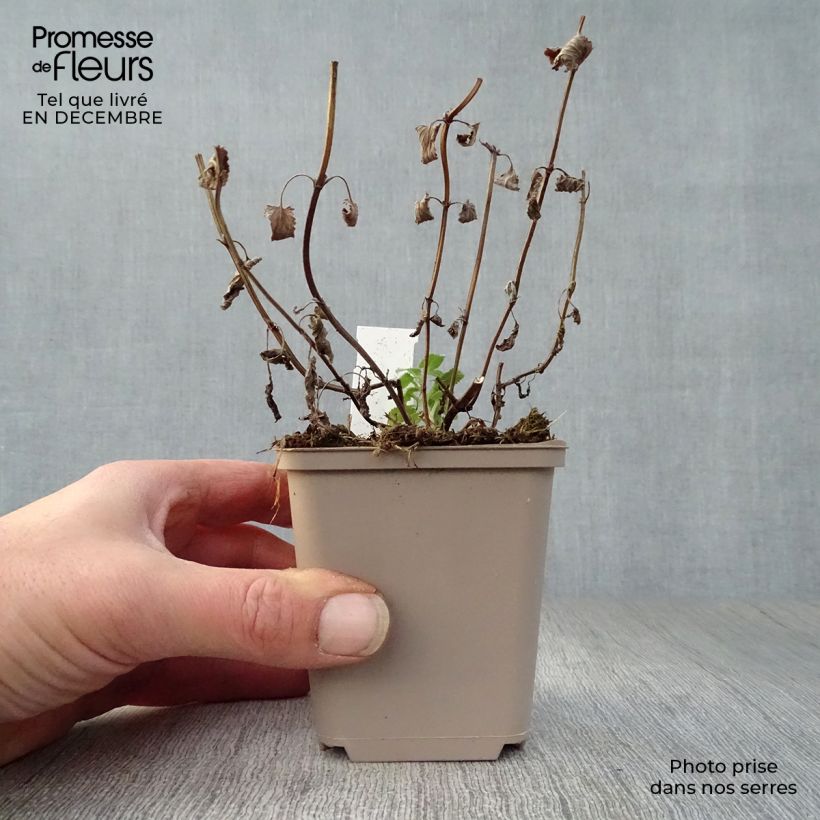 Example of Nepeta grandiflora Zinser's Giant - Herbe à chats géante Kweekpotje van 8/9 cm as you get in hiver