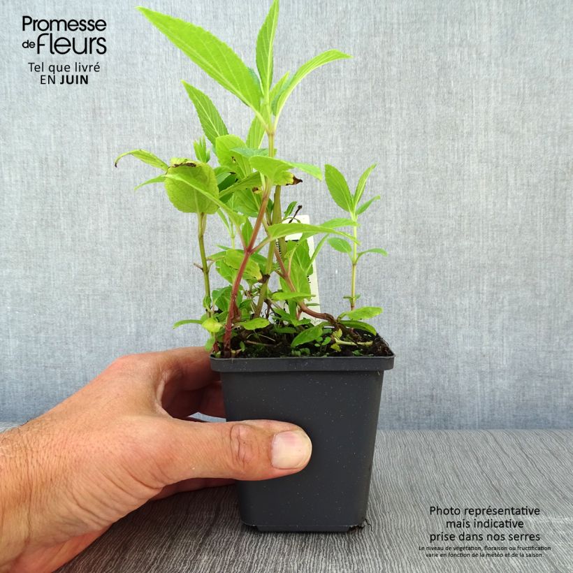 Exemplaar van Nepeta kubanica - Kattenkruid Kweekpotje van 8/9 cm zoals geleverd in de zomer
