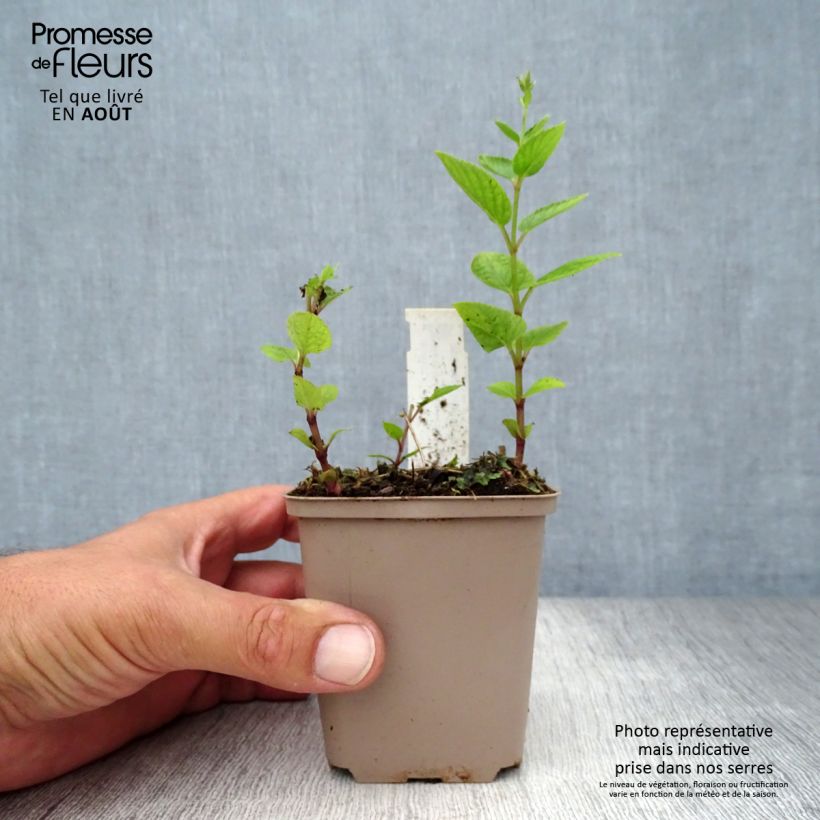 Exemplaar van Nepeta manchuriensis Manchu Blue - Kattenkruid Kweekpotje van 8/9 cm zoals geleverd in de zomer