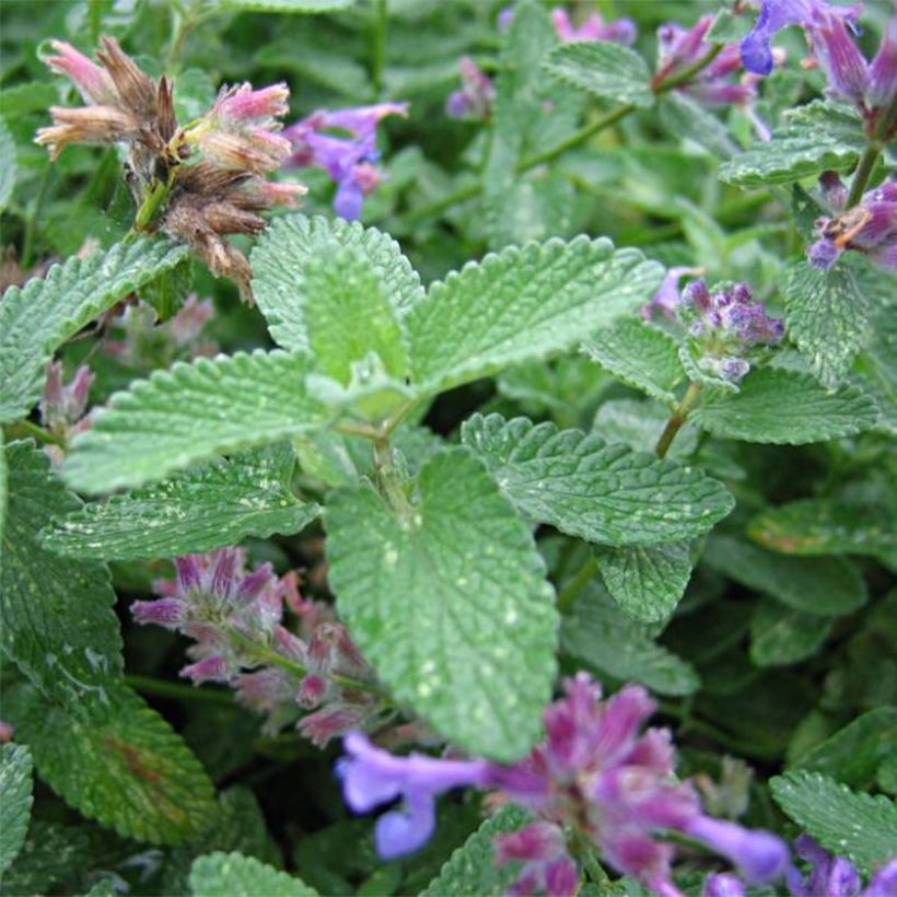 Nepeta mussinii blote wortel - Kattenkruid (Foliage)