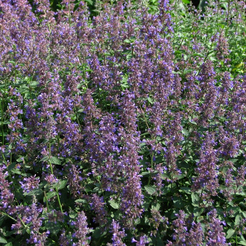 Nepeta mussinii blote wortel - Kattenkruid (Flowering)